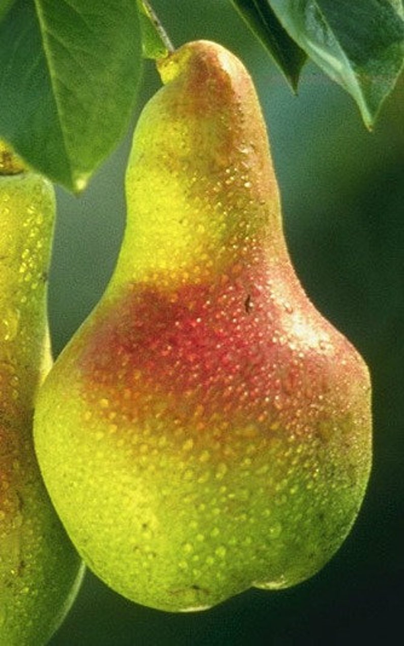 European Pear Tree - 2-3 Ft Bare Root Pyrus communis - Sweet Juicy Fruit, Ornamental, Ideal for Zones 3-10, Fast Shipping