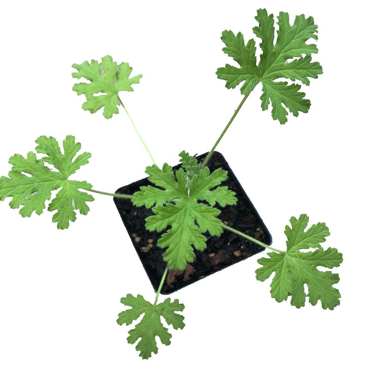 Organic Rose Scented Geranium Plant 2.5-in Pot - Pelargonium graveolens Hort. - Fragrant Foliage for Home & Garden