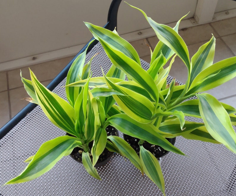 Dracaena Sanderiana Variegata - Small Rooted Plant + Free Cutting - Easy Care Houseplant - Dracaena sanderiana