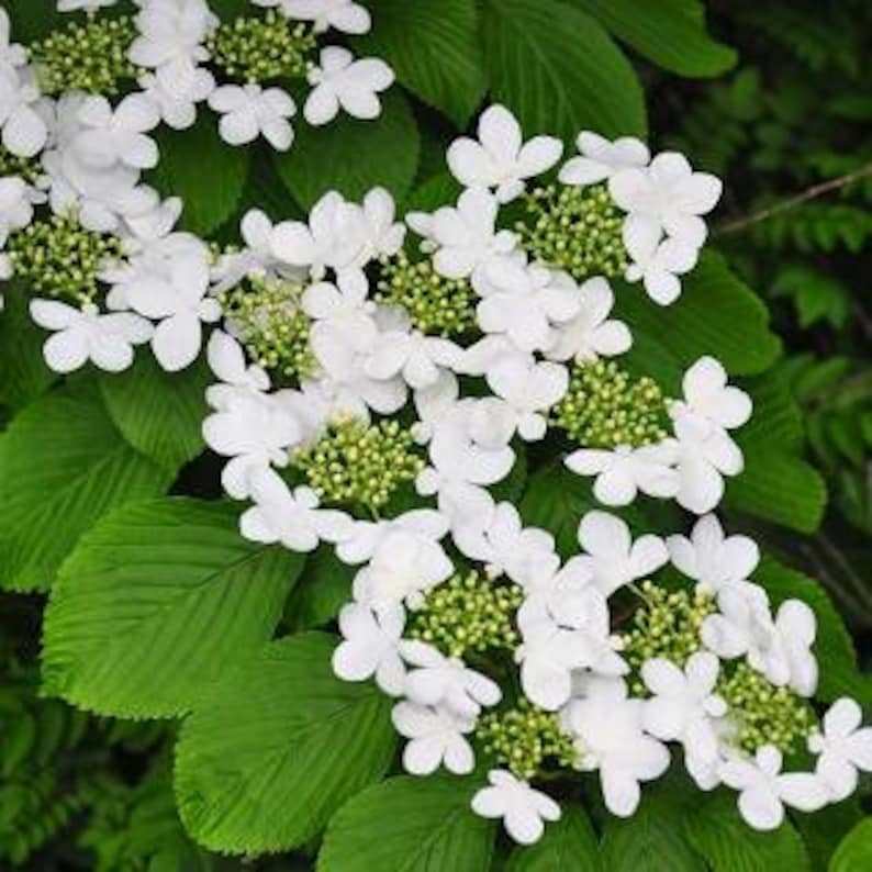 Japanese Snowball Plant - 3" Container, White Blooms, Viburnum Plicatum, Hardy Zones 5-8, Ideal for Gardens and Landscaping