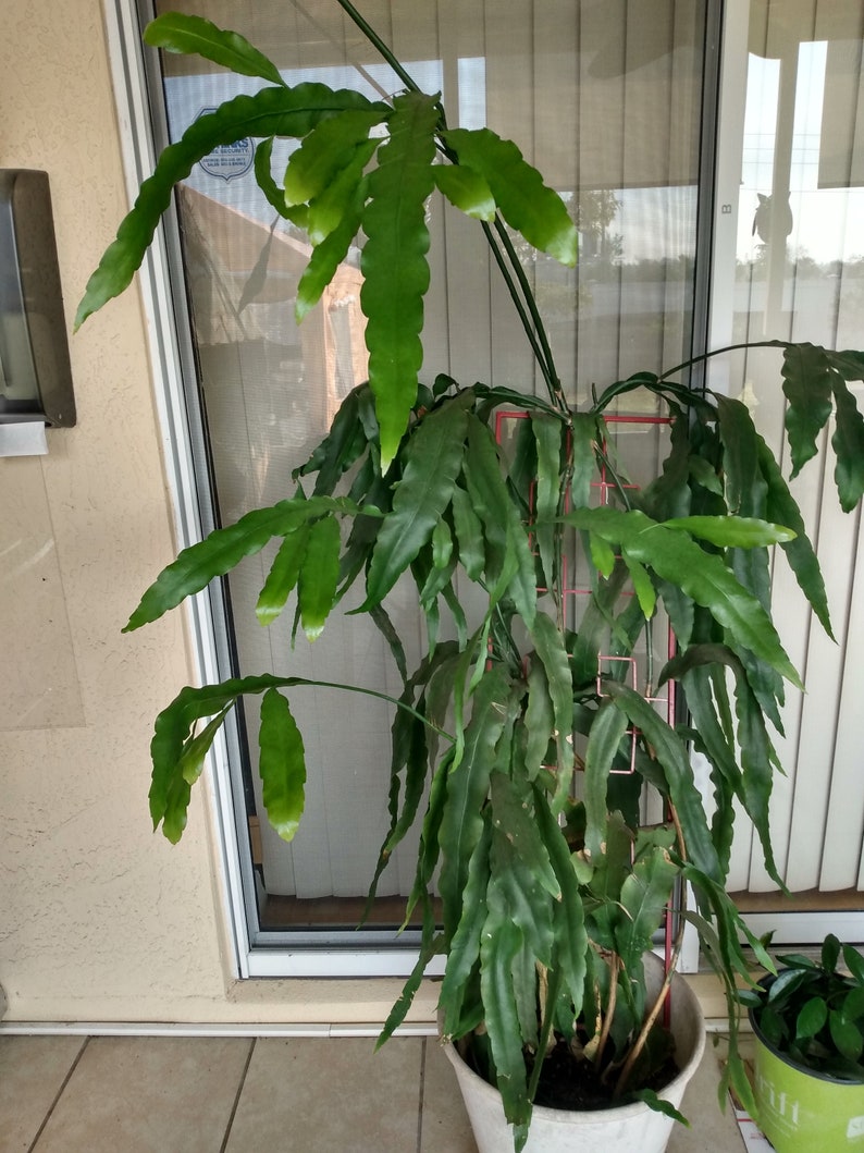 Queen of the Night Cutting - 1 Rooted Epiphyllum Oxypetalum + 1 Free Bare Root Cutting - Easy Growing Indoor/Outdoor Plant