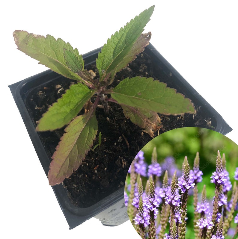 Organic Blue Vervain Plant 2.5-Inch Pot | Verbena hastata | Live Herb for Garden & Home | Attracts Pollinators