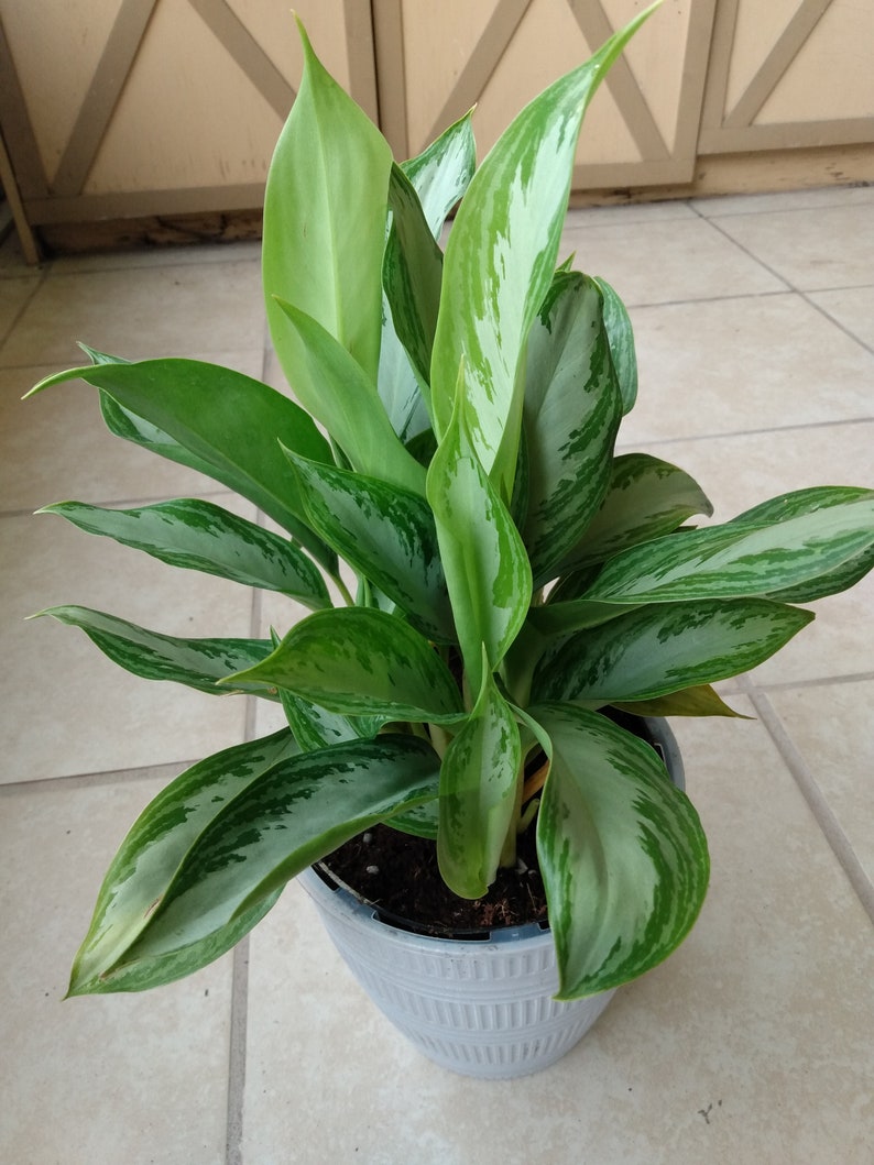 Aglaonema Silver Bay Plant - Small Rooted Indoor Foliage - Aglaonema commutatum - Low Maintenance with Free Cutting