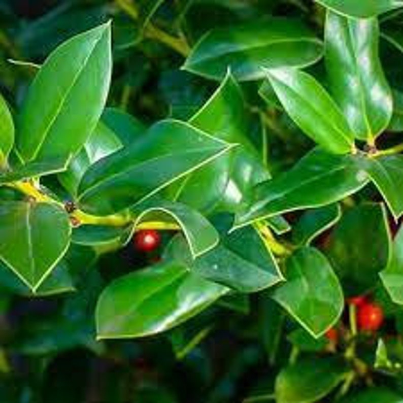 Needlepoint Holly Quart Pot - Ilex cornuta - Fast Growing Evergreen Shrub for Privacy Fences & Hedges - USDA Zone 6-9