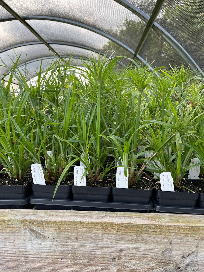 Dwarf Papyrus Live Plant 3.5" Pot - Cyperus papyrus 'Dwarf Form' - Full Sun to Part Shade - Zones 8-11 - Low Maintenance Ground Cover
