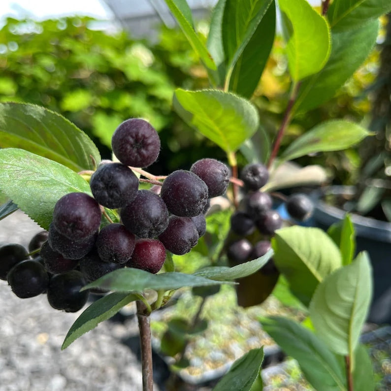 Black Chokeberry Live Plant 4" Pot - Aronia melanocarpa - Native Shrub for Zones 3-8, Full Sun to Part Shade
