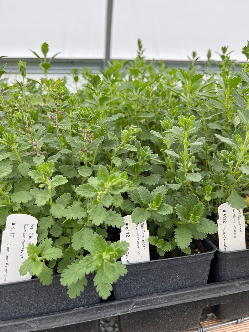 Wall Germander Live Plant 4" Pot - Teucrium chamaedrys - Full Sun Perennial - European Native Herb for Zones 5-9