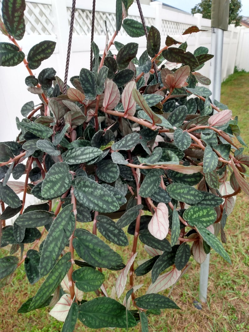 Polynesian Ivy Plant - 1 Small Rooted Plant + Free Cutting - Hoya spp. - Easy Care Greenery for Warmer Zones