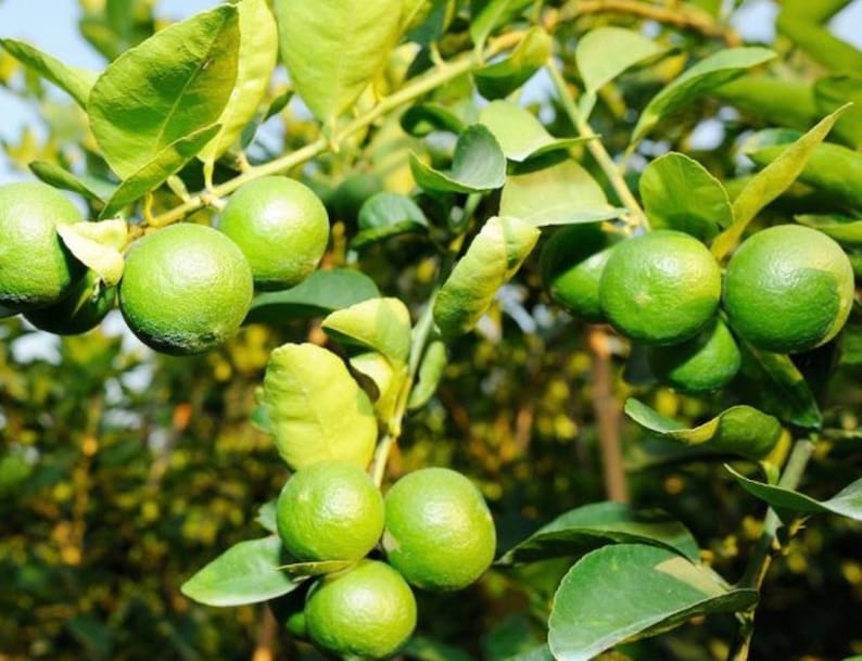 Key Lime Tree - 1/2 Gallon Pot - Grafted Citrus Aurantiifolia - Edible Ornamental Plant - Florida Shipping Only
