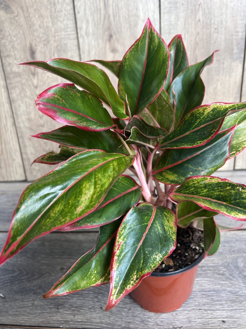 Aglaonema Siam 6" Pot, Siam Aurora Aglaonema, Indoor Houseplant, Low Light Tolerant, Easy Care Plant, Aglaonema commutatum