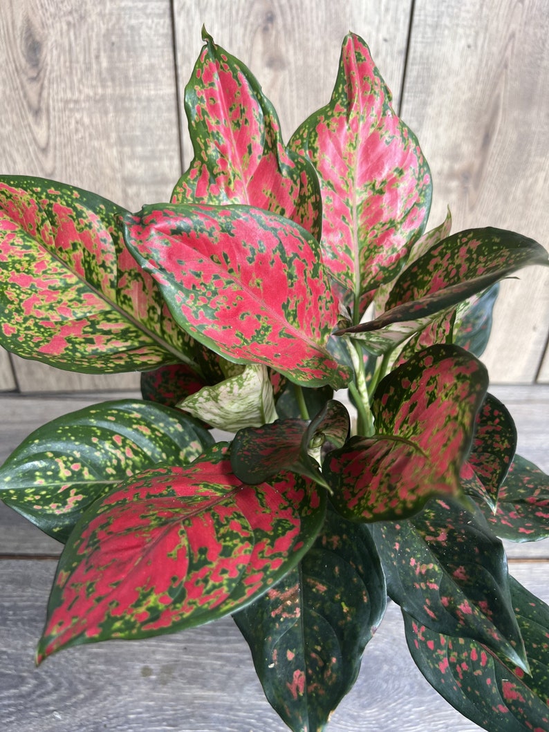 Aglaonema 'Wishes' Houseplant in 6" Pot - Red Valentine Variegated Indoor Plant, Aglaonema commutatum