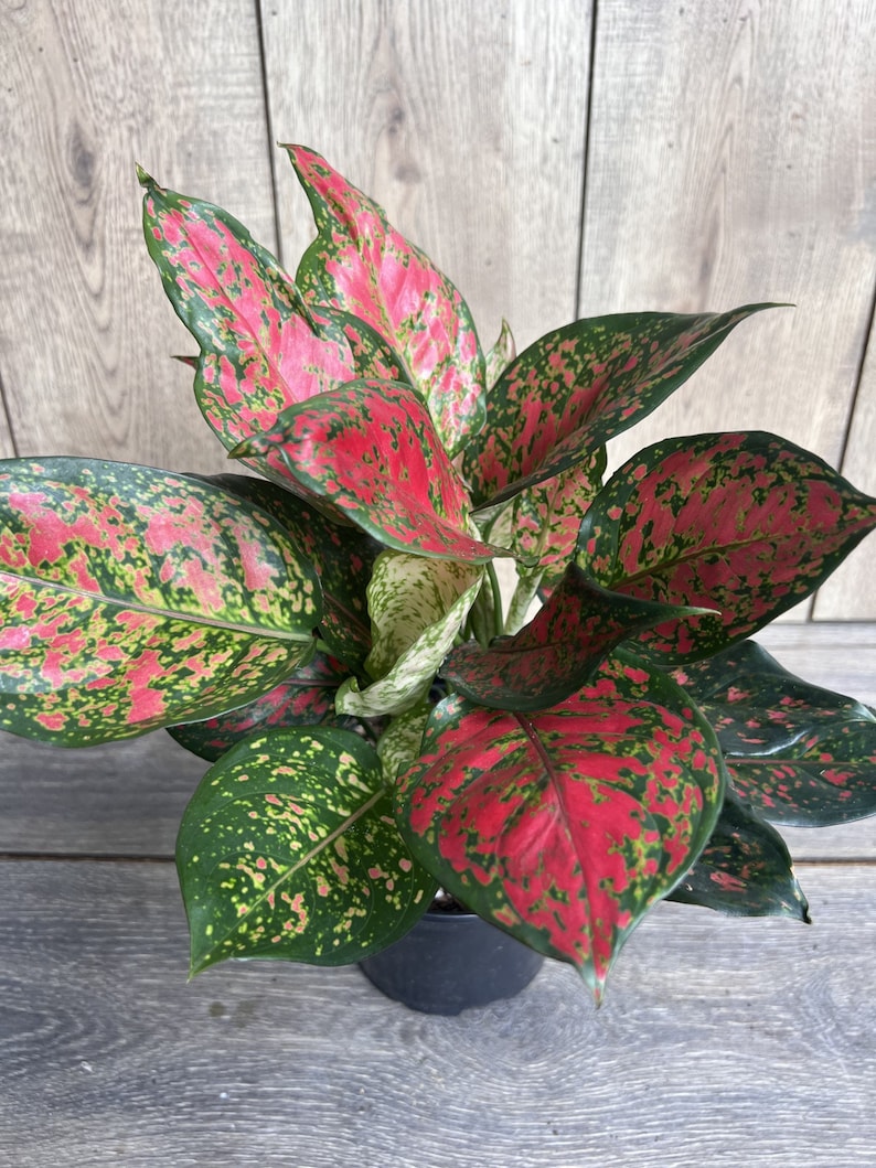 Aglaonema Wishes Plant 4" Pot - Red Valentine Chinese Evergreen, Aglaonema 'Siam Aurora', Easy Care Indoor Houseplant