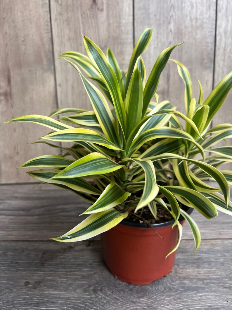 Dracaena reflexa Song of India Plant, 6" Pot, Green & Yellow Foliage, Easy Care Indoor Houseplant