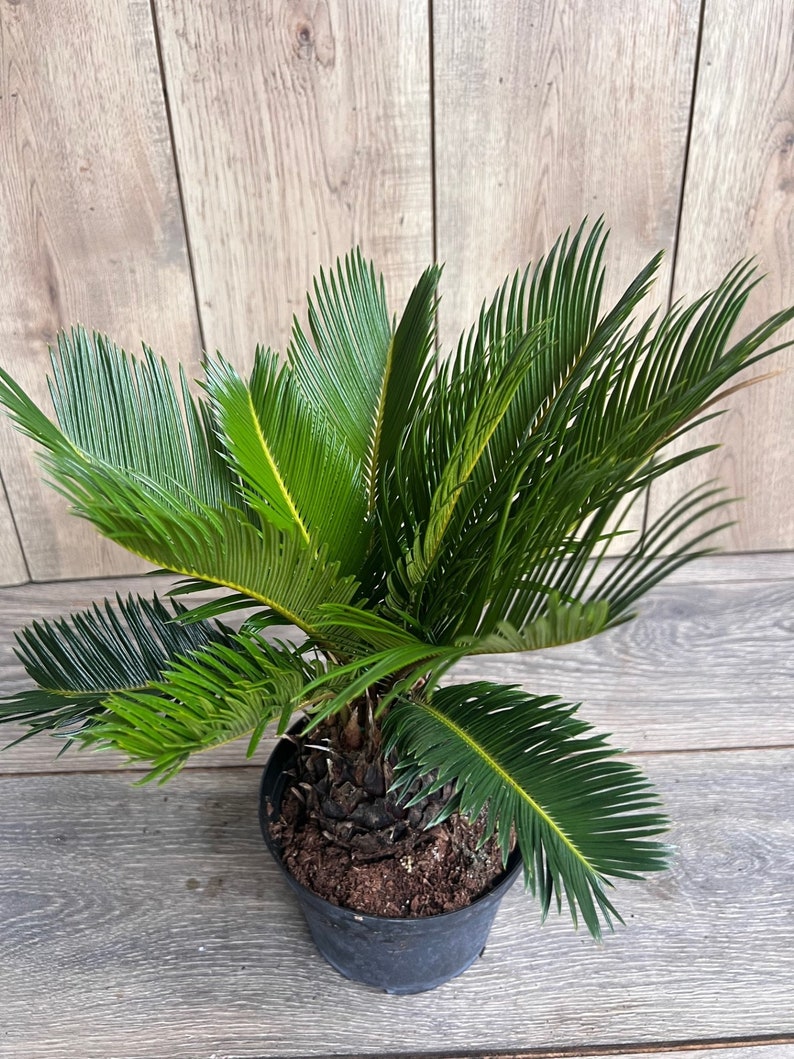 King Sago Palm 6" Pot | Cycas revoluta | Drought Tolerant Ornamental Plant | Indoor/Outdoor Tropical Accent