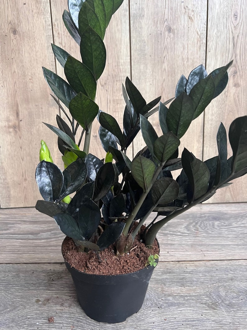 Black Raven ZZ Plant 6" Pot Dark Zamioculcas zamiifolia Raven Indoor Houseplant - Low Maintenance Air Purifier