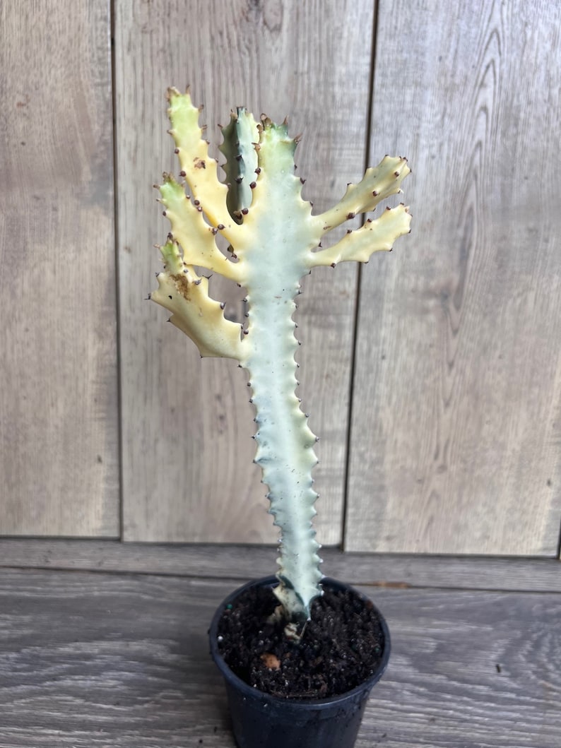 Ghost Cactus | 4" White Variegated Euphorbia Lactea | Rare Succulent Plant for Indoor/Outdoor Decor