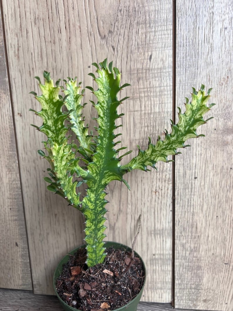 Euphorbia Lactea Variegated Dragon Bone Succulent 4" Pot, Rare Lacei Variegata, Unique Indoor Plant, Cactus Alternative
