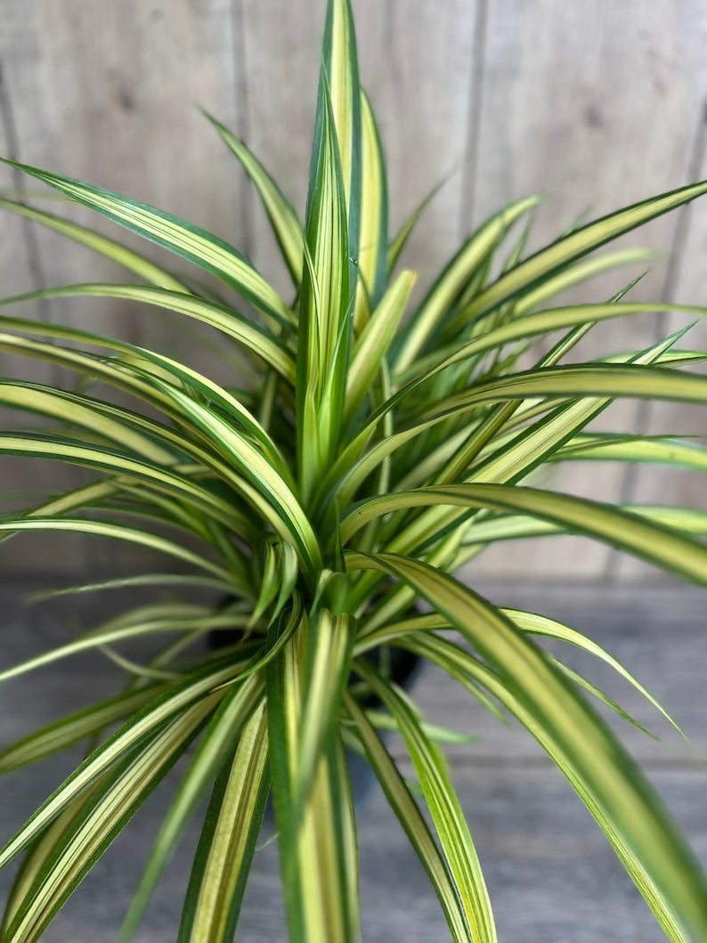 Variegated Dwarf Pandanus 1 Gallon Pot - Pandanus baptistii Aureus - Fast-Growing Ornamental Plant with Golden-Yellow Stripes