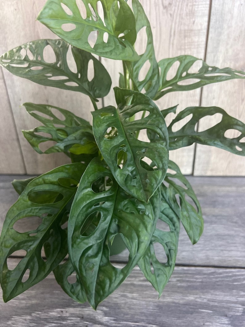 Monstera Adansonii Plant in 4" Pot - Swiss Cheese Vine - Easy Care Indoor Tropical Houseplant - Low Light Tolerant
