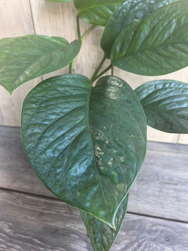 Monstera Pinnatipartita Plant in 6" Pot - Tropical Climbing Aroid - Monstera pinnatipartita - Ideal for Indoors
