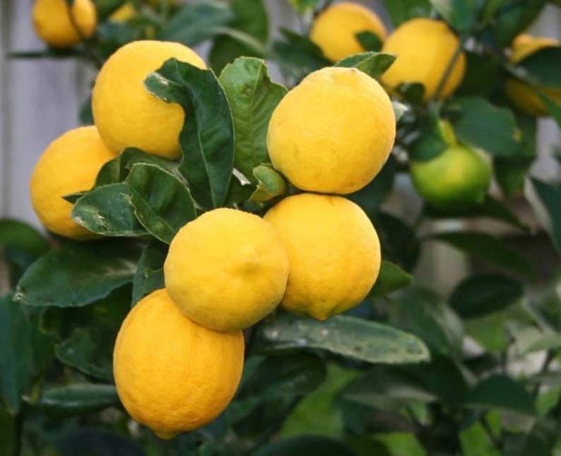 Meyer Lemon Tree 1/2 Gallon Pot Citrus × meyeri Sweet Juicy Fruit Indoor Outdoor Care Florida Shipping Only