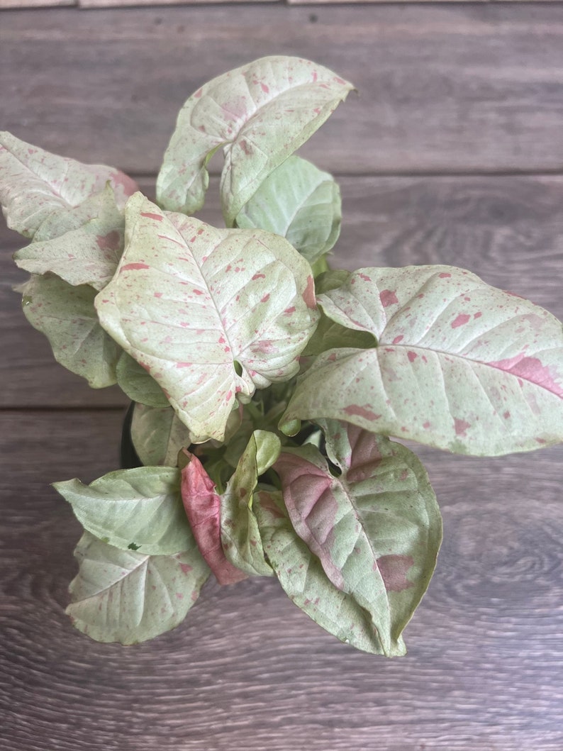 Syngonium Milk Confetti Plant 4" Pot | Colorful Houseplant | Syngonium podophyllum | Easy Care Indoor Plant