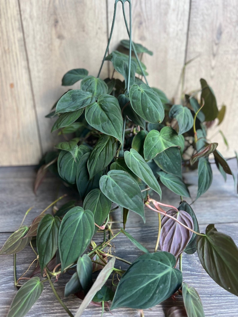 Philodendron Micans Plant in 8'' HB Pot | Velvet Leaves, Easy-Care Trailing Houseplant | Philodendron hederaceum var. micans