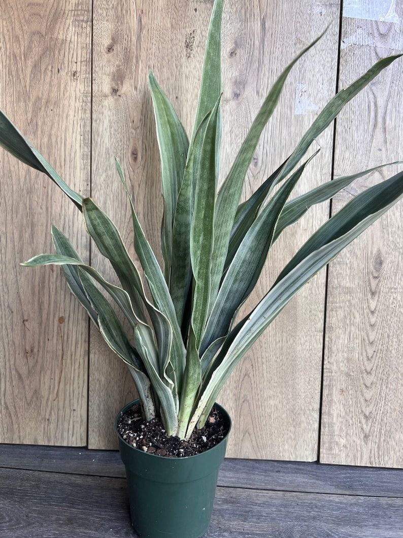 Sansevieria Sayuri Snake Plant 6" Pot - Air Purifying Indoor Houseplant, Low Light Tolerant, Easy Care - Sansevieria trifasciata 'Sayuri'