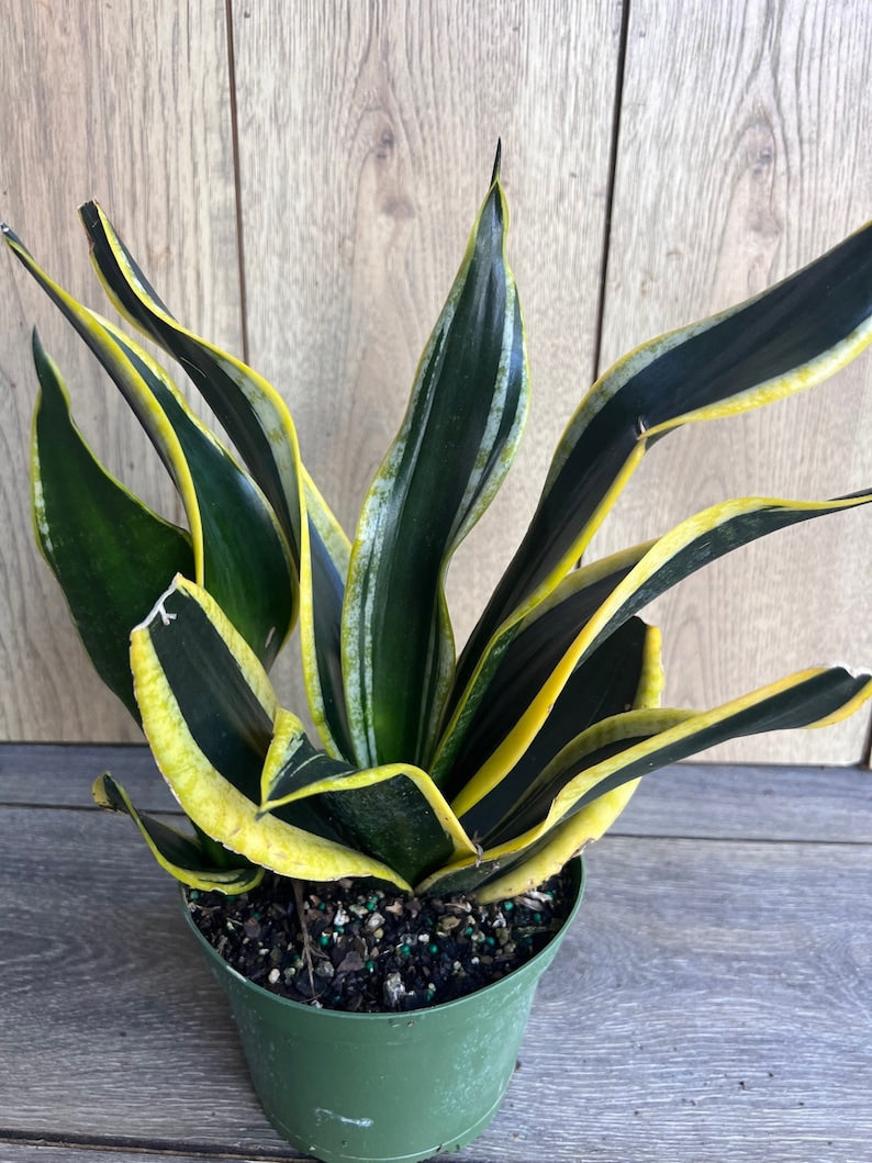 Sansevieria Plant 6" Pot Black Gold Snake Plant Sansevieria Trifasciata Easy Care Indoor Houseplant for Beginners