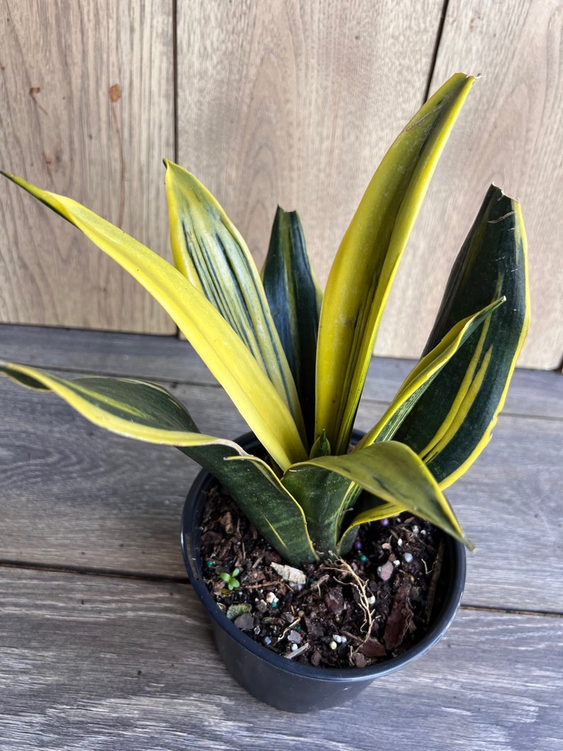 Golden Flame Sansevieria 6" Pot | Snake Plant | Sansevieria trifasciata | Low Maintenance Air Purifying Indoor Plant