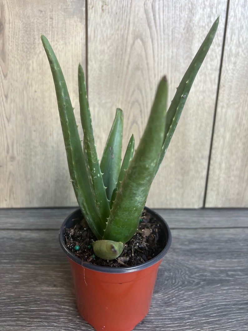Aloe Vera Plant 4" Pot - Healing Succulent, Low Maintenance Indoor Houseplant, Aloe barbadensis miller