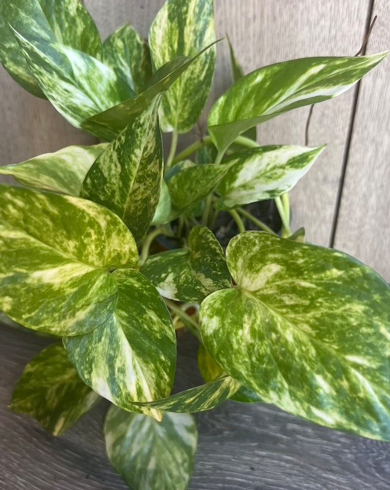 Golden Pothos Plant 6" Pot | Air Purifying Devil's Ivy | Epipremnum Aureum | Low Maintenance Indoor Houseplant
