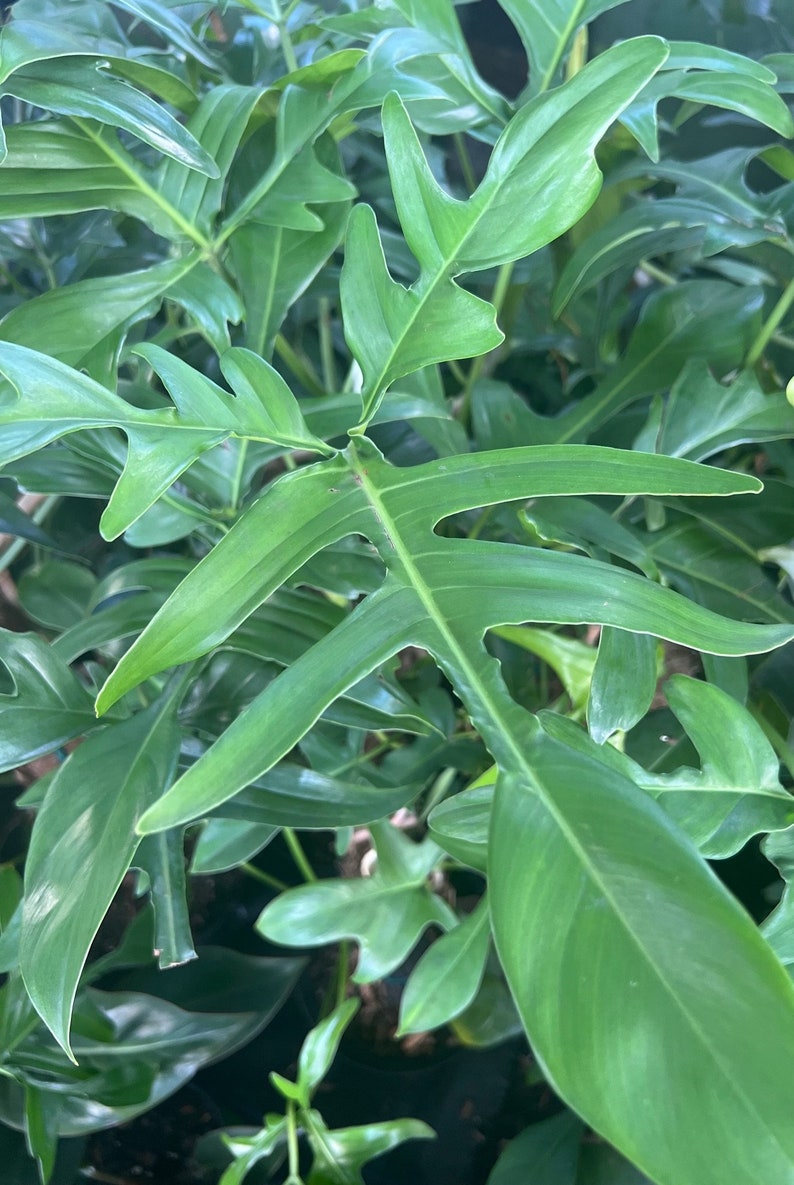 Philodendron Pedatum Glad Hands Plant - 4" Pot, Oak Leaf Variety with Red Stems - Easy Care Indoor Houseplant