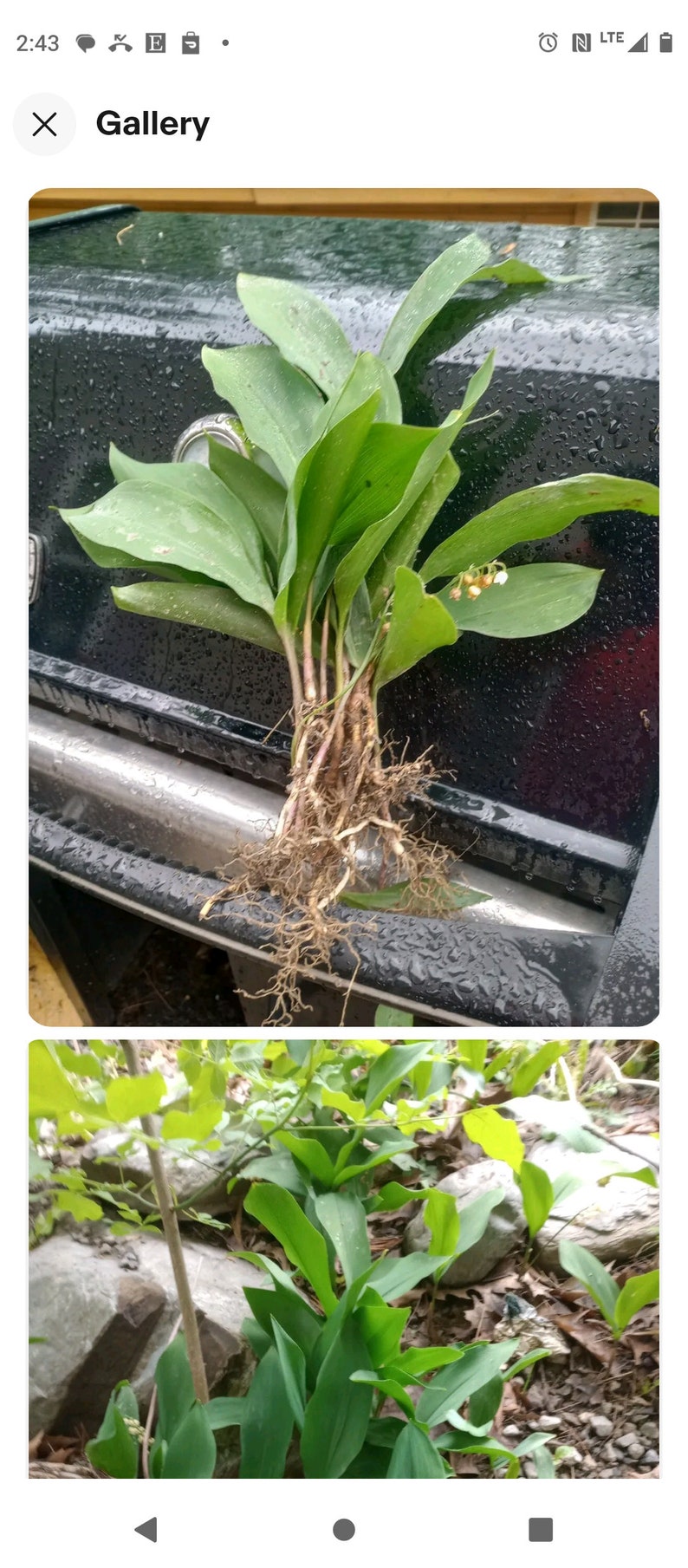 Lily of the Valley Bare Root Plants (20+) - Fragrant White Perennials - Convallaria majalis - Shady Garden Flowers