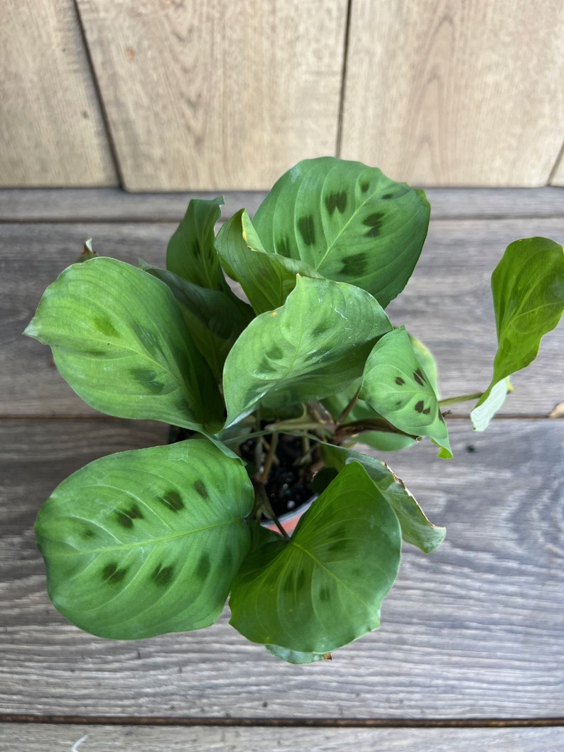 Green Maranta 4" Pot | Herringbone Prayer Plant | Non-Toxic Indoor Houseplant | Maranta leuconeura