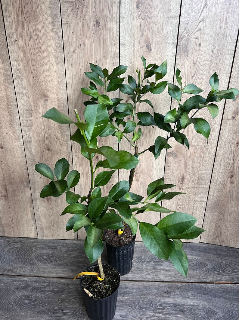 Harvey Lemon Tree 1/2 Gallon Pot Grafted Citrus Cold-Hardy Variety Citrus limon var. Harvey - Florida Shipping Only