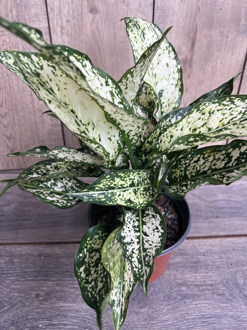 Aglaonema Plant 6" Pot First Diamond White with Green Speckles Aglaonema 'First Diamond' Indoor Air Quality Plant