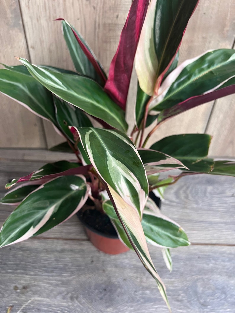 Calathea Stromanthe TrioStar Plant 6" Pot | Variegated Prayer Plant | Stromanthe sanguinea | Colorful Indoor Houseplant
