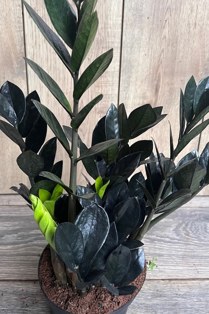 Black Raven ZZ Plant 4" Pot, Dark Zamioculcas zamiifolia Raven, Easy Care Indoor Houseplant, Low Light Tolerant