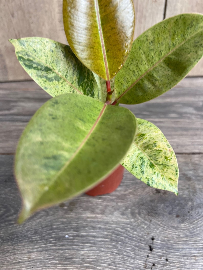 Ficus Shivereana Variegated 4" Potted Plant - Rare Lime Green Indoor Plant, Ficus lyrata - Unique Variegated Leaves