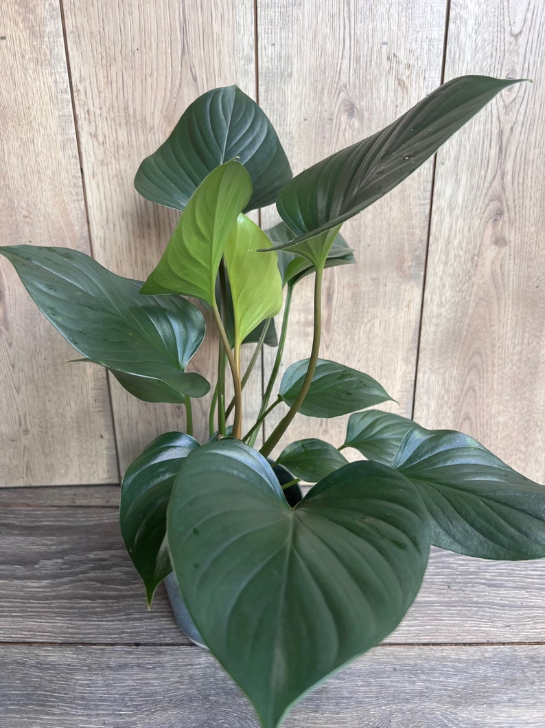 Homalomena Emerald Gem Plant in 6" Pot | Low Light Tropical Houseplant | Homalomena spp. | Pet Safe Indoor Greenery