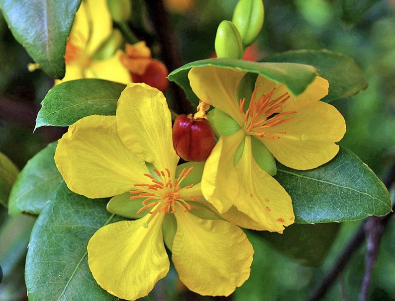 Mickey Mouse Plant 4" Pot Ochna serrulata Evergreen Shrub with Glossy Leaves & Yellow Flowers for Gardens & Balconies