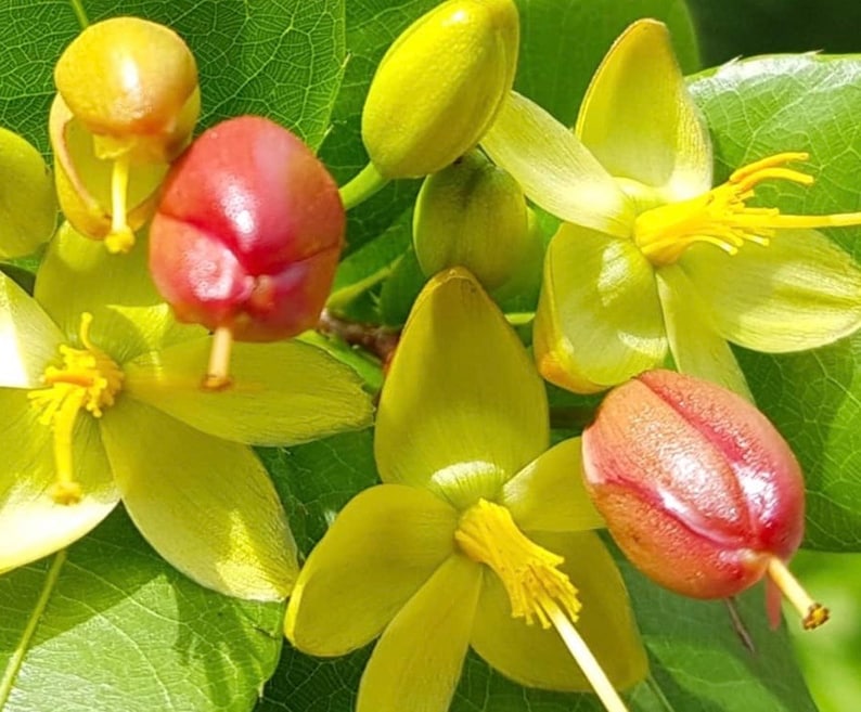 Mickey Mouse Plant 6" Pot - Ochna serrulata - Evergreen Shrub with Glossy Leaves & Yellow Flowers