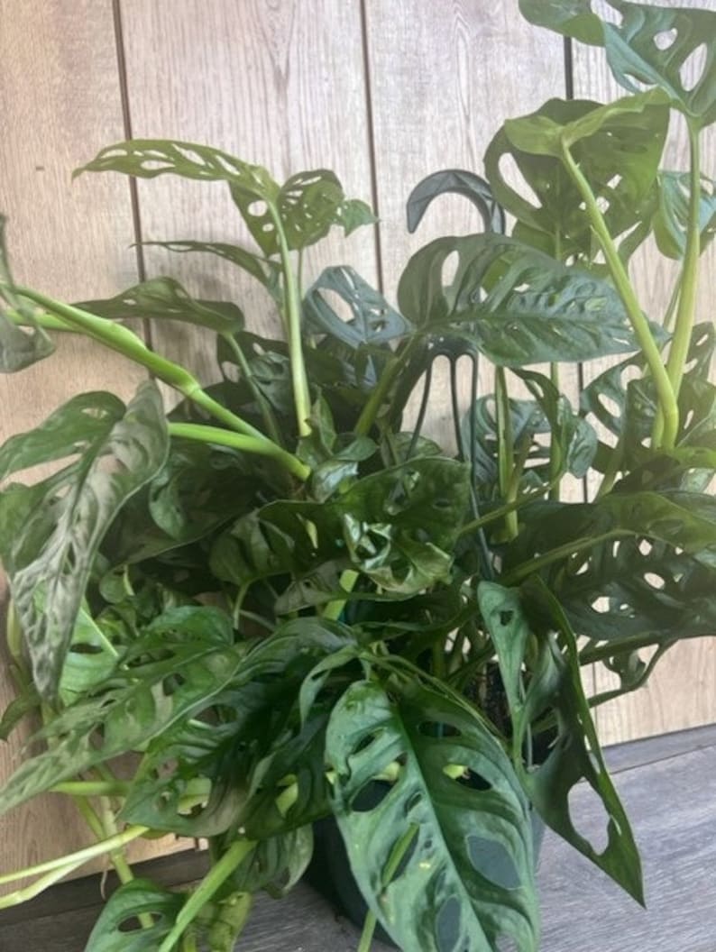 Monstera Adansonii Plant 8" HB Pot Swiss Cheese Vine Indoor Houseplant Monstera adansonii Tropical Greenery