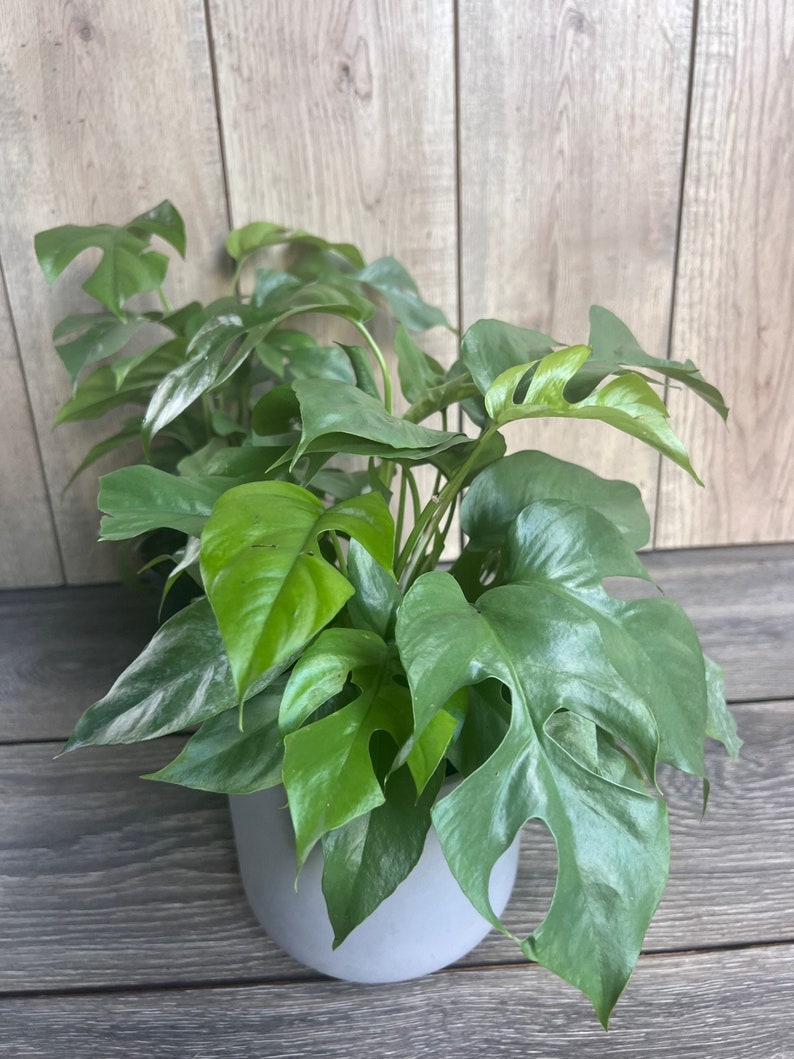 Mini Monstera Plant 6" Pot - Rhaphidophora tetrasperma, Dwarf Monstera, Easy Care Indoor Climbing Plant