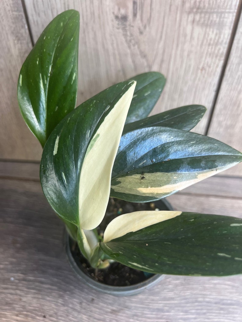 Monstera Standleyana Albo 4" Pot | Variegated Green & White Philodendron Cobra | Easy Care Houseplant