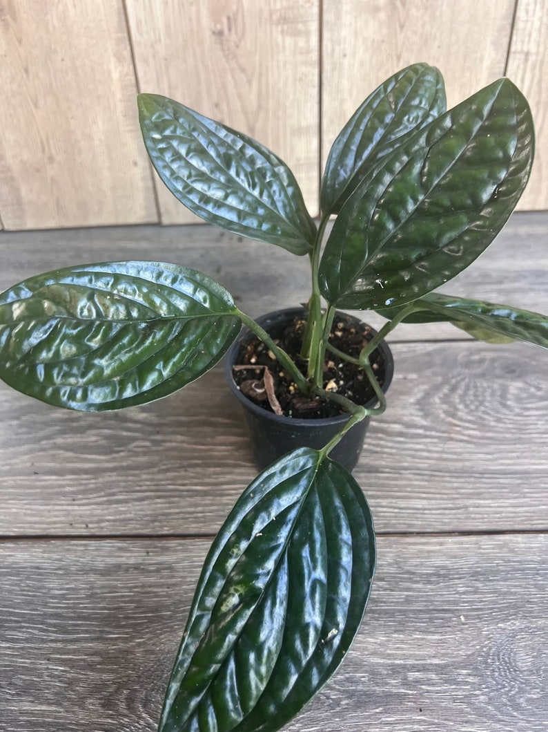 Monstera Peru House Plant 4" Pot Rare Aroid Textured Leaves Monstera Karstenianum