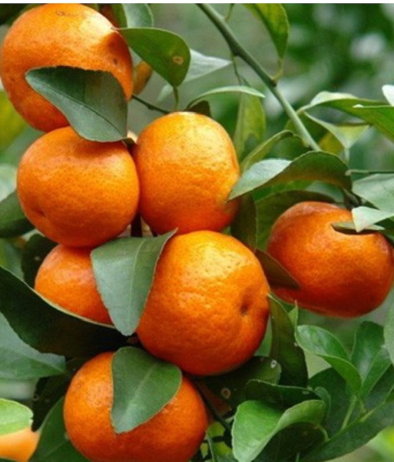 Cara Cara Orange Tree 1/2 Gal Pot Grafted Citrus x sinensis Sweet Seedless Oranges, Florida Shipping Only