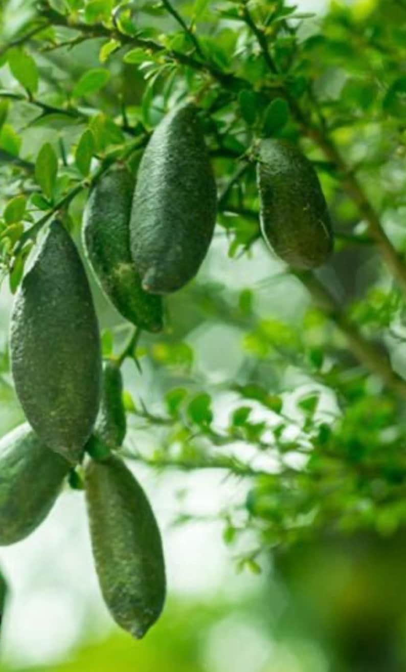 Finger Lime Tree 1/2 Gallon Pot Microcitrus australasica Air Layered Citrus Caviar Plant Florida Shipping Only
