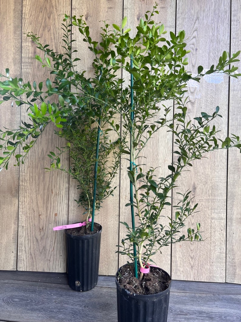 Finger Lime Tree 1/2 Gallon Pot Microcitrus australasica - Unique Citrus Caviar for Culinary Use - Florida Shipping Only